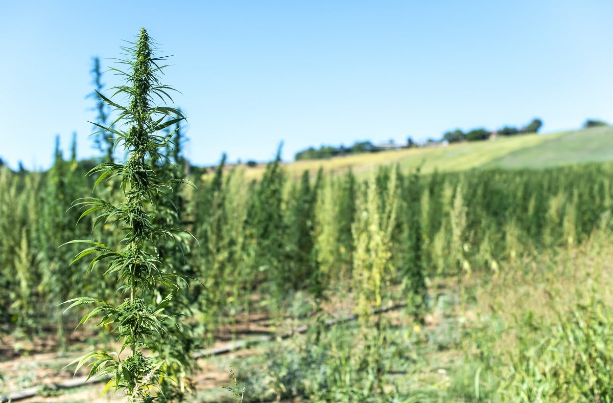 растяща марихуана за семена