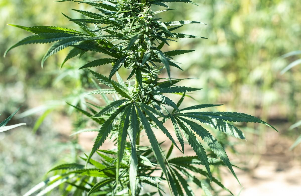 Семена с голландии марихуана новая личность в тор браузере вход на гидру