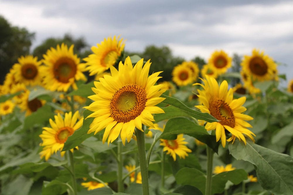 Любопитни факти за цветята - слънчоглед